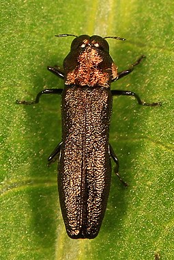 Red-necked cane borer, Agrilus ruficollis Red-necked Cane Borer - Agrilus ruficollis, SERC, Edgewater, Maryland.jpg