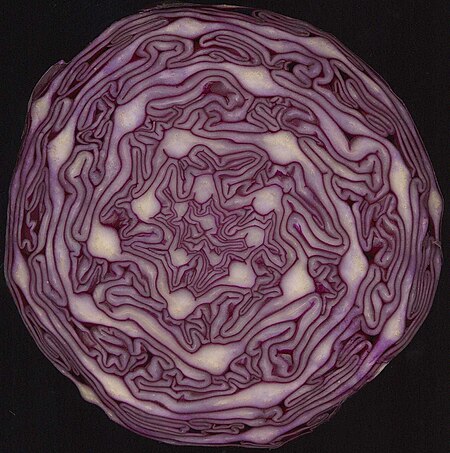 ไฟล์:Red Cabbage cross section showing spirals.jpg