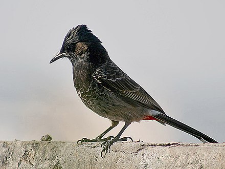 Red-vented bulbul or manu pālagi, introduced to Tutuila in the 1950s