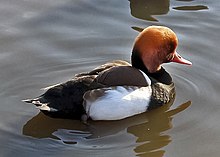 Redcrested.pochard.arp.750pix.jpg