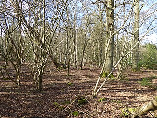 <span class="mw-page-title-main">Redhill Wood</span>