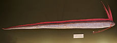 Regalecus glesne, Naturhistorisches Museum Wien.jpg