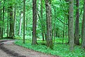 Rezerwat ochrony scisłej Białowieskiego Parku Narodowego Category:Białowieski National Park Category:Terrestrial ecosystems Category:Primeval forest