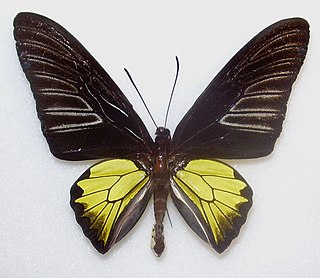 <i>Troides rhadamantus</i> species