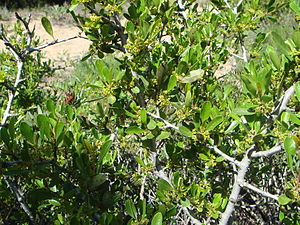 Rhamnus oleoides on the Cadiz coast