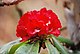 Rhododendron (32).jpg
