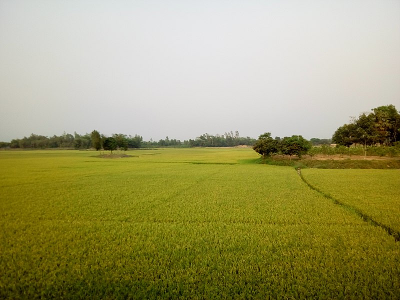 File:Rice is coming.jpg