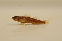 River darter.jpg