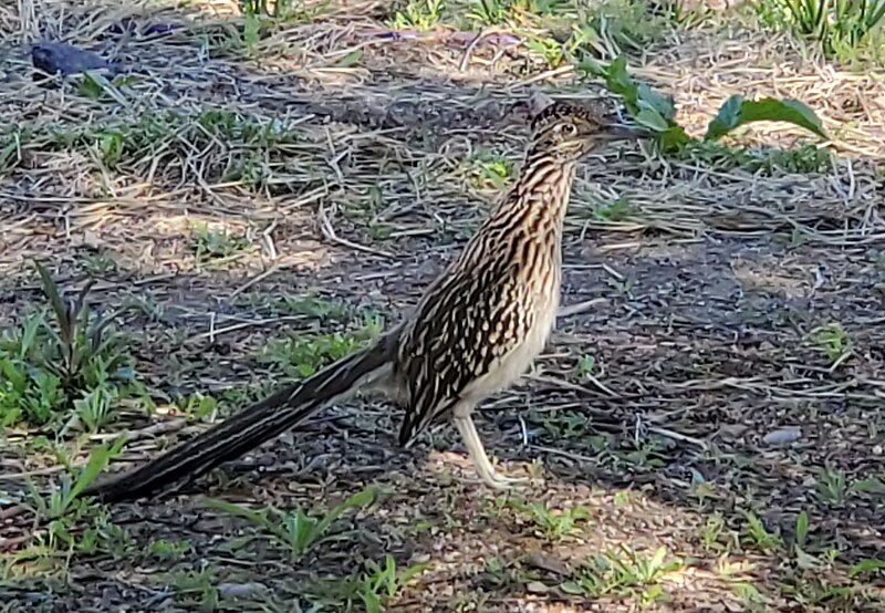 File:Roadrunner at Mission Garden (Tucson).jpg