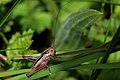 * Nomination Grey bush-cricket (Platycleis albopunctata) male, Farmoor Reservoir, Oxfordshire --Charlesjsharp 10:41, 14 April 2015 (UTC) * Promotion  Support --Christian Ferrer 10:57, 14 April 2015 (UTC)