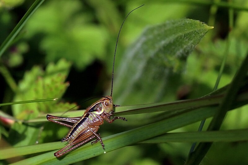 File:Roesel's bush-cricket (Metrioptera roeselii) nymph.jpg