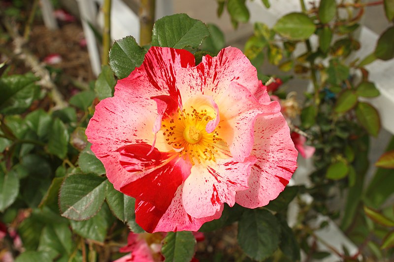 File:Rosa 'Capistrano' 2.JPG