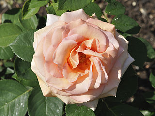 'Warm Wishes', Hamilton - Best Hybrid Tea 1996