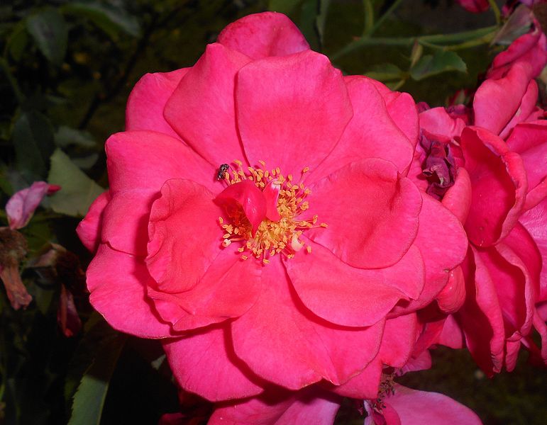 File:Rosa Bonn 2016-07-19 2882.jpg