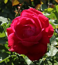 'La Passionata'