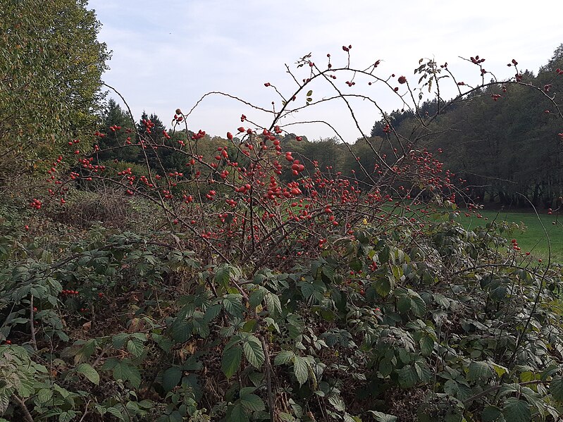 File:Rose hips, Rauenthal.jpg