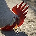 Vorschaubild für Kamm (Huhn)