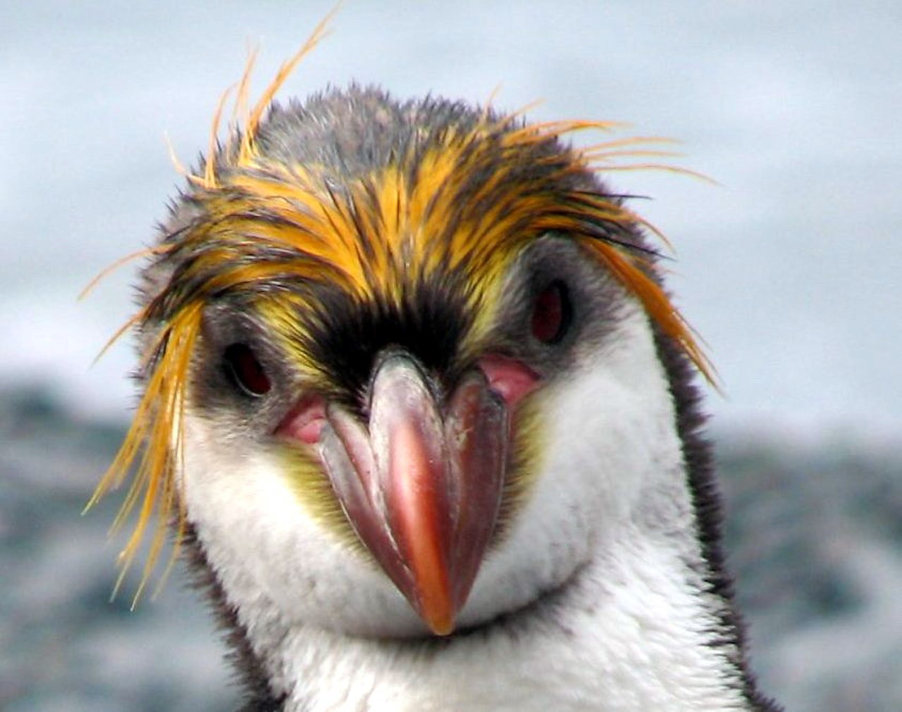 Пингвин с бровями