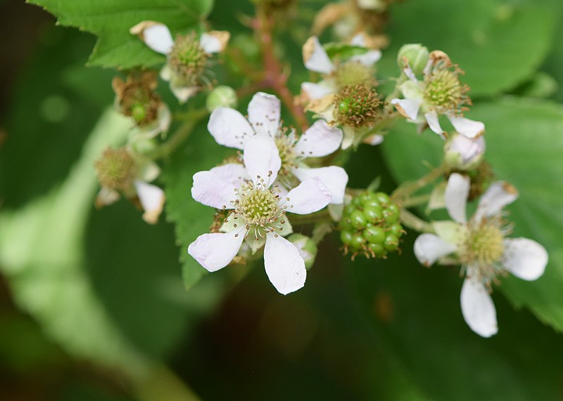 File:Rubus divaricatus kz01.jpg