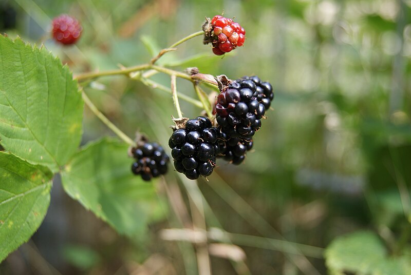 File:Rubus fruticosus-102.jpg