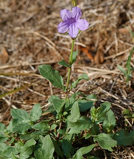 <i>Ruellia nudiflora</i>