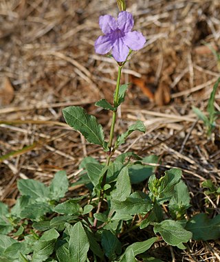 <i>Ruellia nudiflora</i> Species of flowering plant