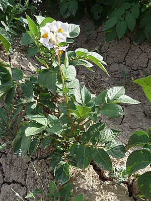 terpomo (Solanum tuberosum)
