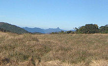 grassland with a prominent mountain peak in the far distance