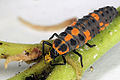 Sa lady-beetle-larva.jpg