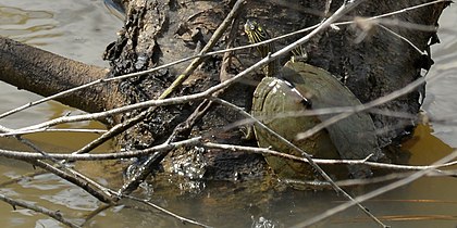 Sabine map turtle (Graptemys sabinensis), in situ, Orange County Texas. (October 2016).