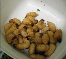 Larvae of the sago palm weevil, (Rhynchophorus ferrugineus), a pest of date, coconut, and oil palms, is a delicacy in Papua New Guinea and eastern Indonesia. Sago grub Rhynchophorus ferrugineus larva.JPG