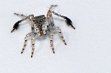 Saitis mutans laki-laki Sikat berkaki melompat spider.jpg