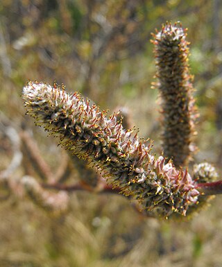 <i>Salix breweri</i> Species of willow