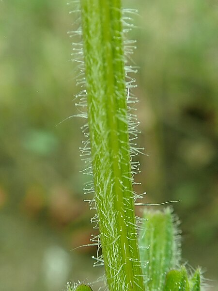 File:Salvia horminum 2018-10-22 3432.jpg