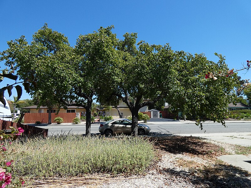 File:San Luis Obispo Mystery Tree 1a.jpg