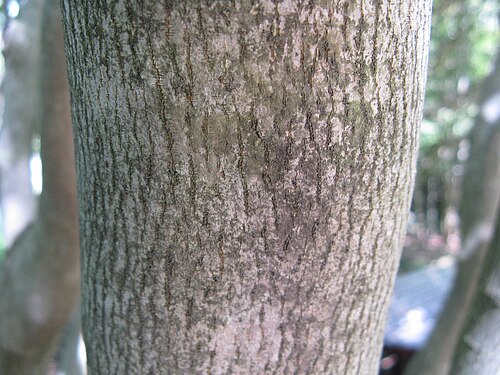 Sapium japonicum1.jpg