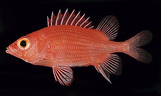 <i>Sargocentron lepros</i> Species of fish