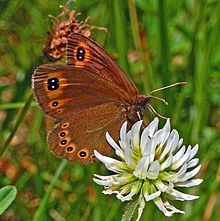 Satyrinae - Erebia medusa.JPG 