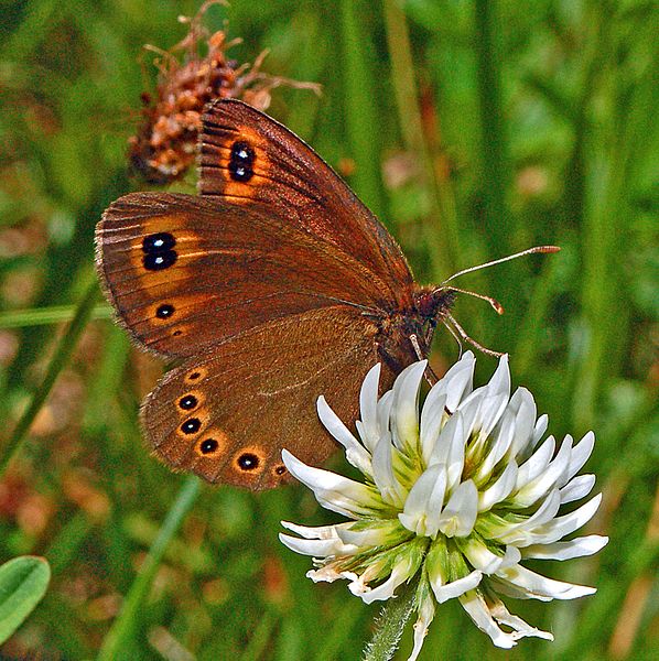 File:Satyrinae - Erebia medusa.JPG