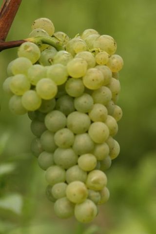 <span class="mw-page-title-main">Scheurebe</span> Variety of grape