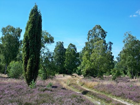 Schnuckenheide