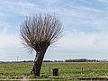 * Nomination Schokland. UNESCO World Heritage. Pollard willow at the foot of the former island (in havenhavenweg). --Famberhorst 06:14, 13 April 2018 (UTC) * Promotion Good quality, but a bit oversharpened and the sky is a bit too noisy --Michielverbeek 06:59, 13 April 2018 (UTC)  Done. Small correction. Thanks for your reviews.--Famberhorst 15:58, 13 April 2018 (UTC)