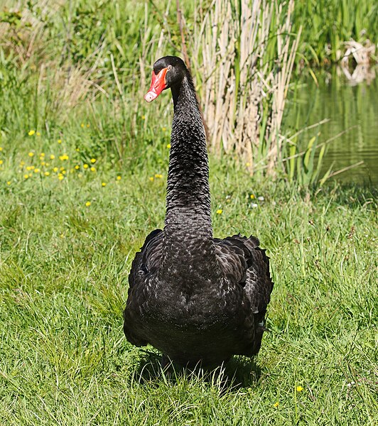 File:Schwarzer Schwan. Gondelteich in Waldenburg 2H1A5810WI.jpg