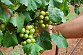 State Fruit (Scuppernong grape)