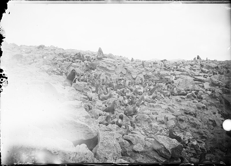 File:Seals and Sea Lions - DPLA - 18186831dbce0fb0608c1dc948324df6.jpg