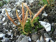 Selaginella selaginoides