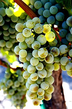Semillon wine grapes.jpg