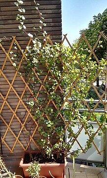 Creeping groundsel growing on a wooden trellis in Italy.