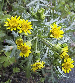 <i>Senecio cambrensis</i> Species of flowering plant