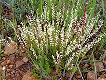 colour photo of Sesamoides purpurascens plant with long stems and small white flowers